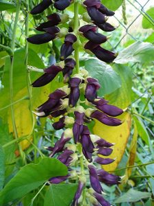 mucuna pruriens of fluweelboon